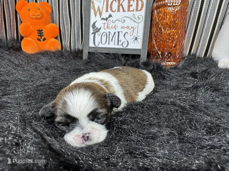 Glen – Shih Tzu puppy for sale in Waynesville, MO