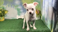 Fox, a male Chihuahua for sale in Waynesville, MO – 2 of 3