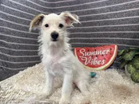 Sugar Daddy, a male Yorkipoo for sale in Waynesville, MO – 3 of 4