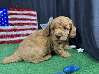 Dean, a male Poodle - Toy  for sale in Waynesville, MO – 7 of 10
