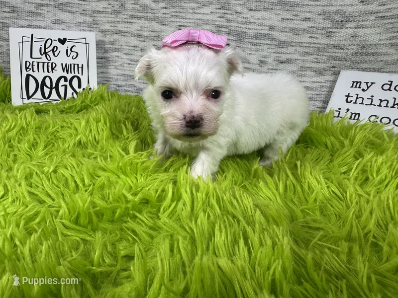 Whisper – Maltese puppy for sale in Waynesville, MO