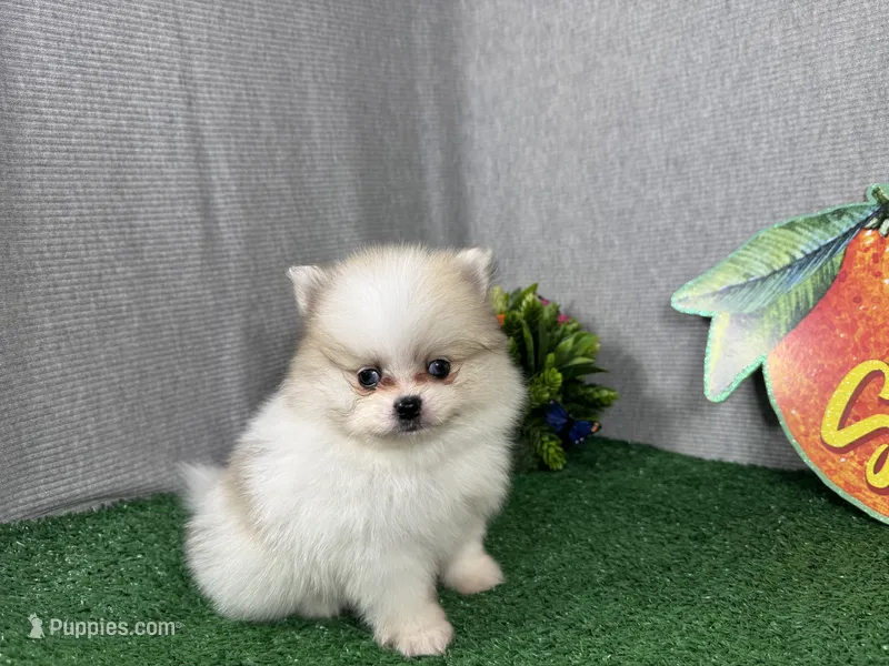 Bentley – Pomeranian puppy for sale in Waynesville, MO