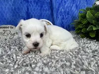 Izen, a male Havamalt for sale in Waynesville, MO – 2 of 4