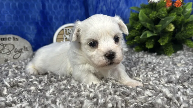 Izen – Havamalt puppy for sale in Waynesville, MO