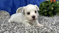 Izen, a male Havamalt for sale in Waynesville, MO – 1 of 4
