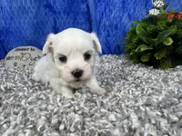 Izen, a male Havamalt for sale in Waynesville, MO – 3 of 4