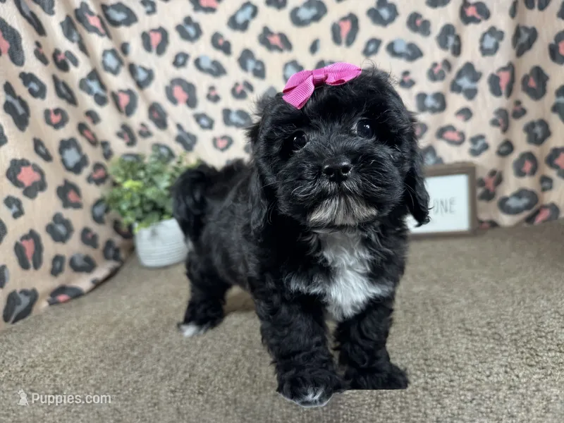 Gabby – Shih Tzu, Poodle - Toy  puppy for sale in Waynesville, MO