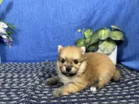 Moses, a male Pomeranian for sale in Waynesville, MO – 3 of 3