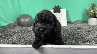 Nero, a male Poodle - Toy  for sale in Waynesville, MO – 1 of 3