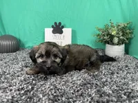 Fisher, a male Havanese for sale in Waynesville, MO – 2 of 3
