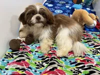 Gilroy, a male Shih Tzu for sale in Waynesville, MO – 8 of 10