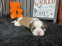Troy, a male Shih Tzu for sale in Waynesville, MO – 2 of 3