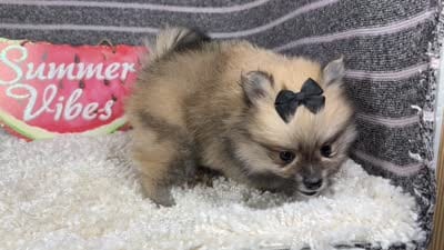 Faye, a female Pomeranian for sale in Waynesville, MO – 4 of 4
