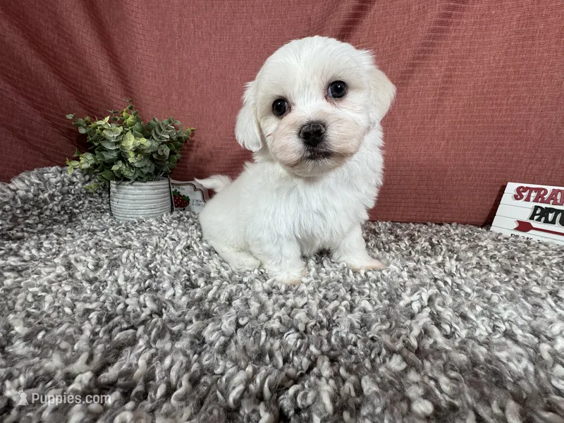 Ian – Havamalt puppy for sale in Waynesville, MO