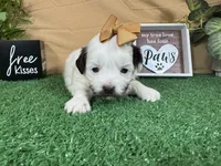 Timber, a female Shih Tzu for sale in Waynesville, MO – 2 of 3