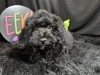 Nathan, a male Poodle - Toy  for sale in Waynesville, MO – 2 of 10