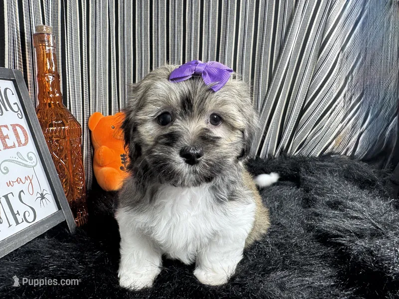 Ivy – Havanese puppy for sale in Waynesville, MO
