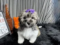 Ivy, a female Havanese for sale in Waynesville, MO – 1 of 10