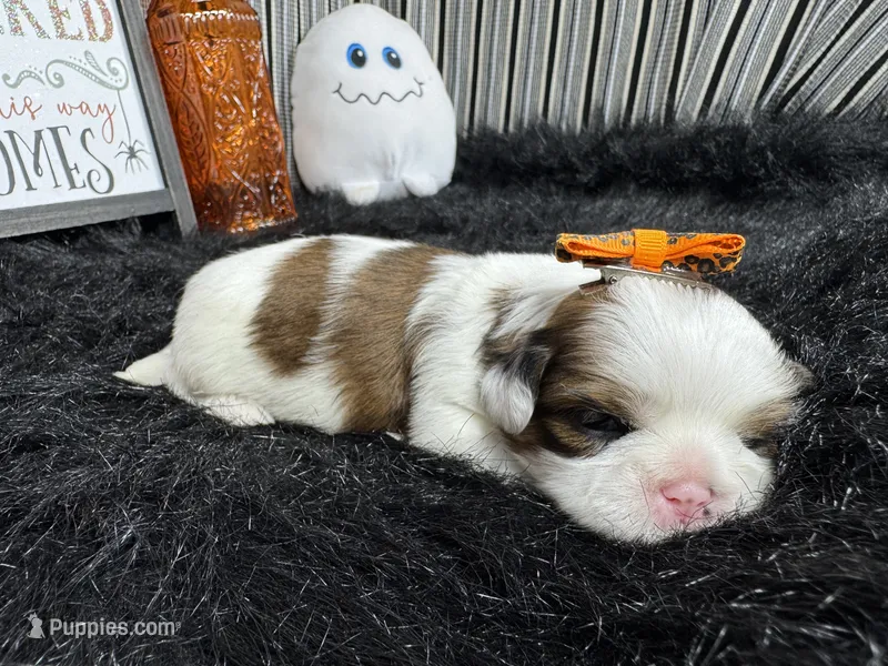Trixie – Shih Tzu puppy for sale in Waynesville, MO