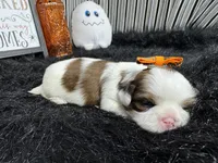 Trixie, a female Shih Tzu for sale in Waynesville, MO – 1 of 3
