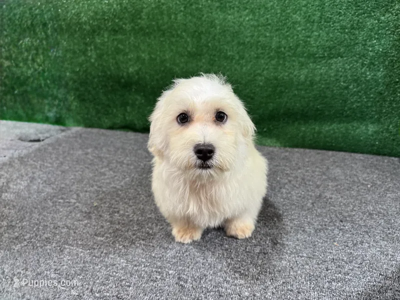 Ian – Havamalt puppy for sale in Waynesville, MO