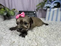 Izzy, a female Havanese for sale in Waynesville, MO – 8 of 10