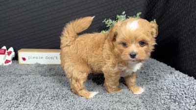 Bryan, a male Peekapoo for sale in Waynesville, MO – 4 of 4