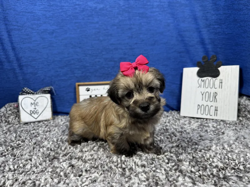 Iris – Havanese puppy for sale in Waynesville, MO