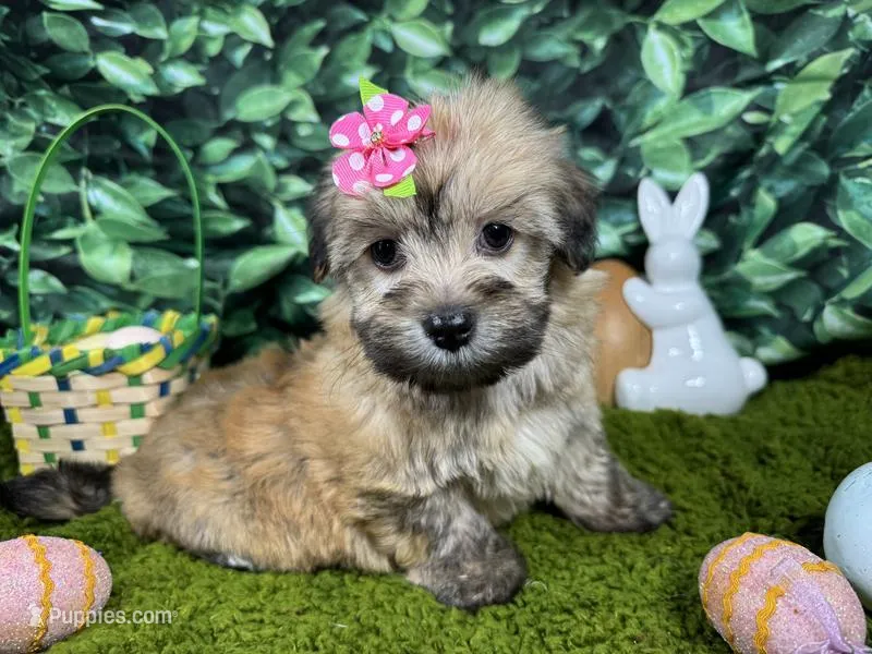 Iris – Havanese puppy for sale in Waynesville, MO