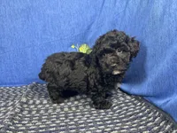 Nick, a male Poodle - Toy  for sale in Waynesville, MO – 9 of 10