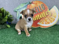 Ford, a male Chihuahua for sale in Waynesville, MO – 2 of 4