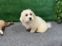 Ian, a male Havamalt for sale in Waynesville, MO – 3 of 10