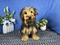 Samuel, a male Yorkshire Terrier for sale in Waynesville, MO – 5 of 10