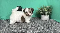 Merlin, a male Havapoo for sale in Waynesville, MO – 2 of 3