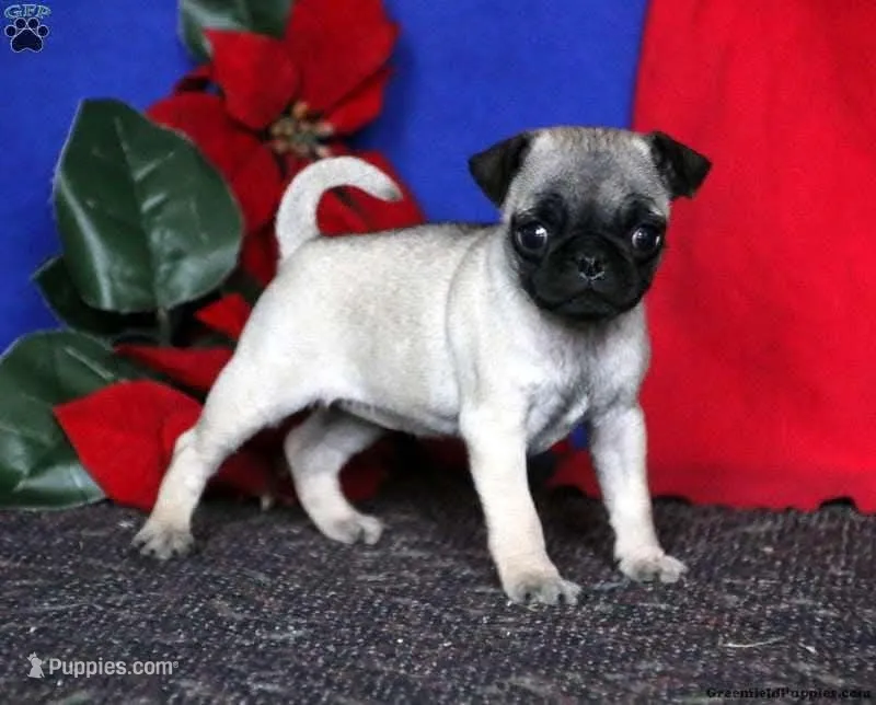 Timmy WU, a male Pug for sale in Wilmington, DE – 1 of 1