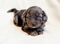 processed/0c430a24-2d92-4d8a-b8f8-9285ce1ba561/listing/ba5eb5fd-6a38-4e12-a3ae-62ddaf661699/e7af3295-1f40-4137-9d4b-58edde8d1c98