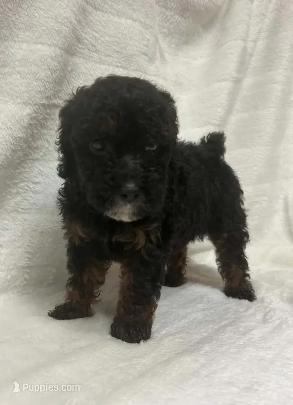 Lady – Poodle - Toy  puppy for sale in Paris, TX
