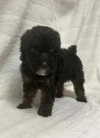 Lady, a female Poodle - Toy  for sale in Paris, TX – 1 of 8