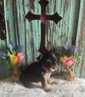 Eve, a female Yorkshire Terrier for sale in Paris, TX – 4 of 10