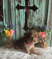 Lyla , a female Yorkshire Terrier for sale in Paris, TX – 7 of 8