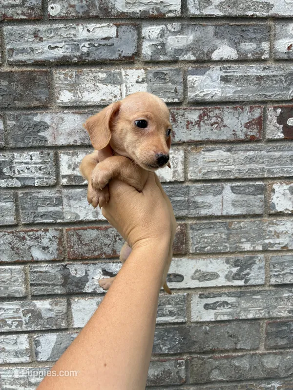 Jasper – Miniature Dachshund puppy for sale in Paris, TX