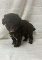 Itty Bitty, a female Poodle - Toy  for sale in Paris, TX – 5 of 6