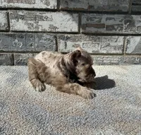 Cocoa , a female Miniature Schnauzer for sale in Paris, TX – 6 of 10