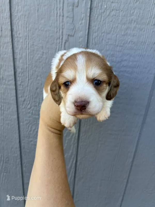 Misfit (dapple) – Miniature Dachshund puppy for sale in Paris, TX