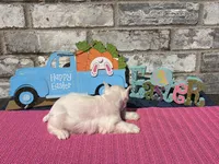 Luna, a female Miniature Schnauzer for sale in Paris, TX – Photo 6 of 10