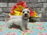 Luna, a female Miniature Schnauzer for sale in Paris, TX – Photo 2 of 6