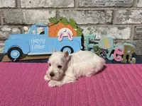 Luna, a female Miniature Schnauzer for sale in Paris, TX – Photo 7 of 10