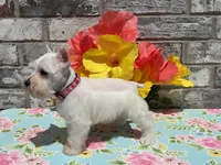 Luna, a female Miniature Schnauzer for sale in Paris, TX – Photo 3 of 6