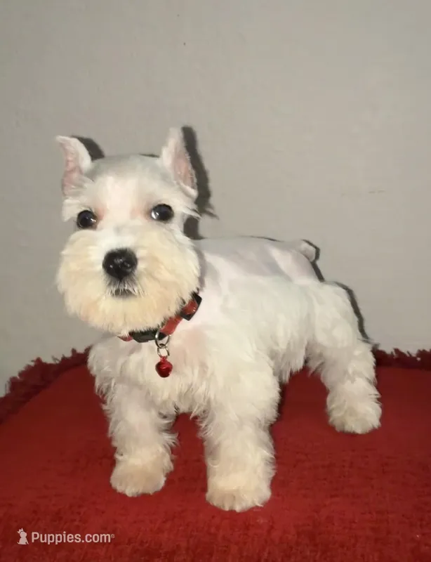 Luna – Miniature Schnauzer puppy for sale in Paris, TX