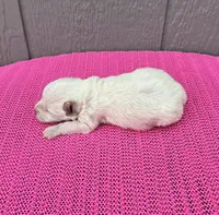 Luna, a female Miniature Schnauzer for sale in Paris, TX – Photo 7 of 9